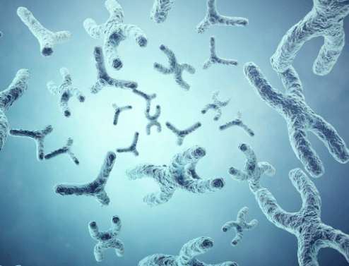 Imagem de CARIÓTIPO      BANDA-G