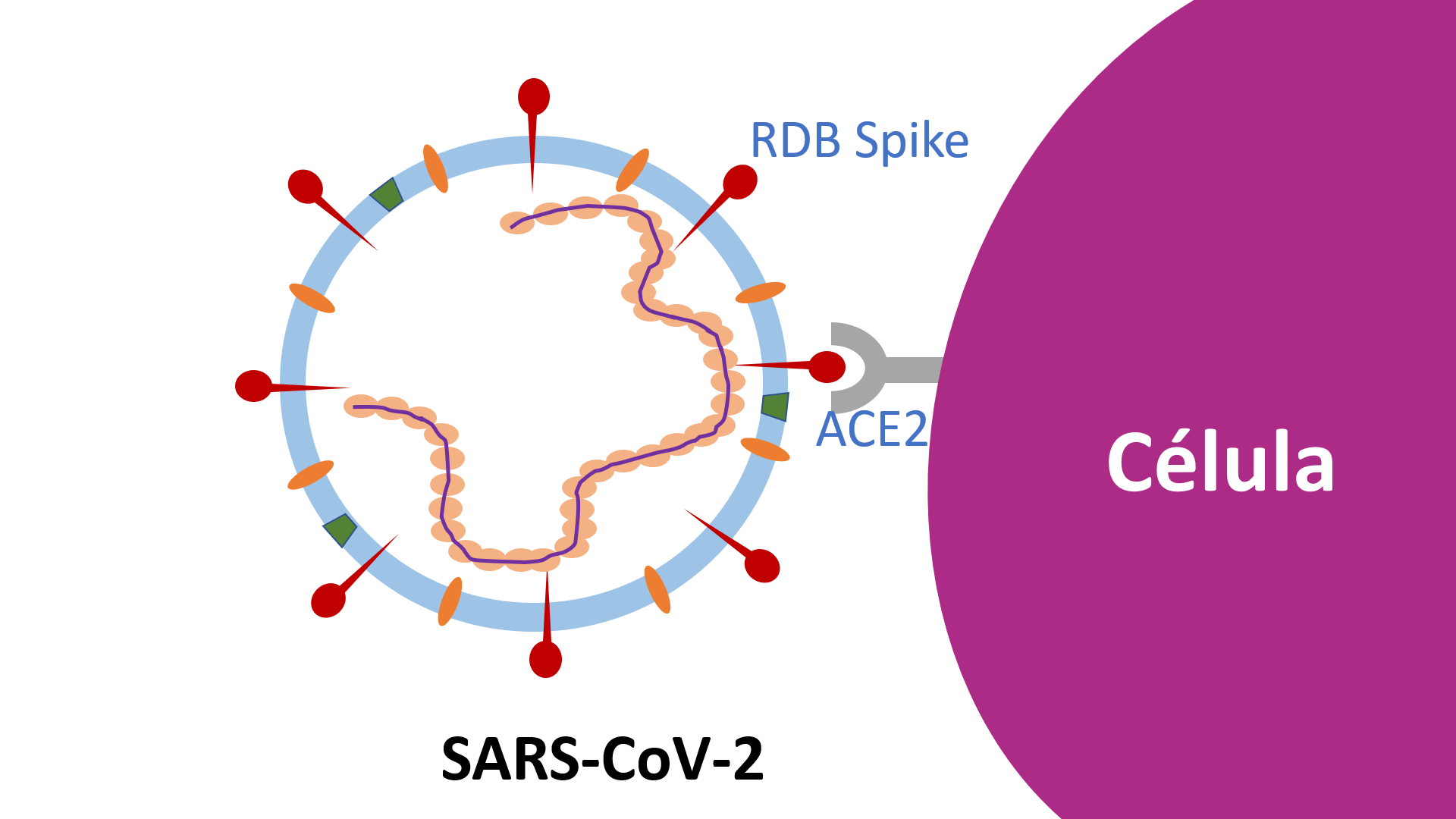 Imagem de ESCLARECIMENTOS SOBRE SOROLOGIA PÓS-VACINAL